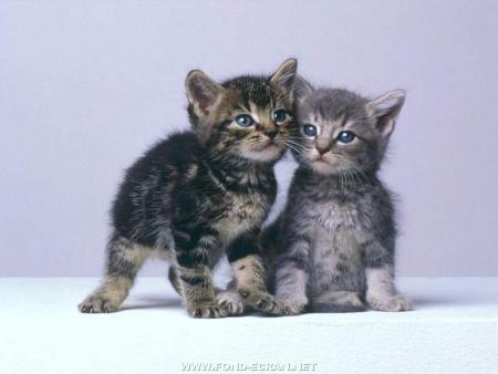 deux petits chats ses pas mignion franchement